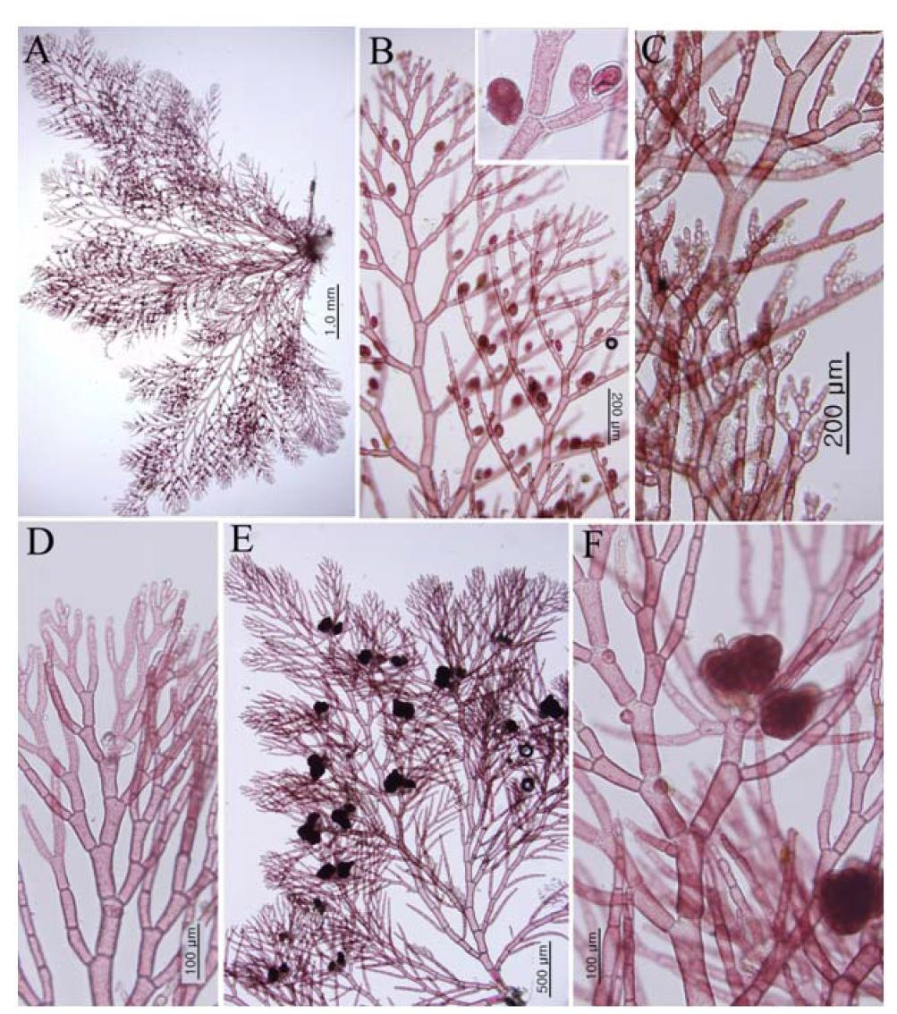 Aglaothamnion callophyllidicola.