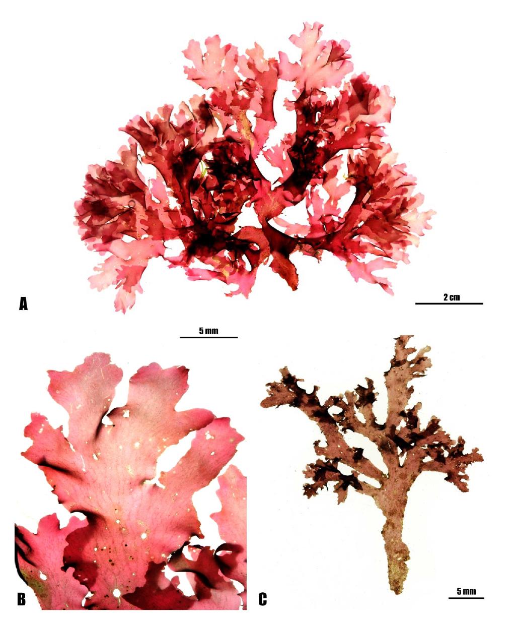 Acrosorium polyneurum.