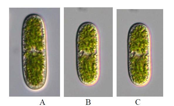 A-C. Cylindrocystis brebissonii