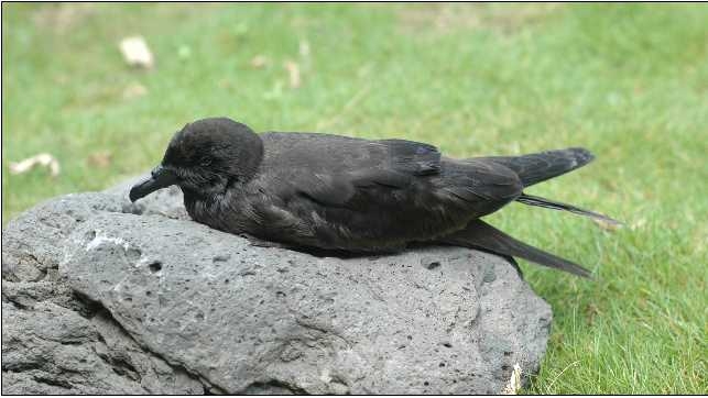 그림 23. 제주도에서 새롭게 발견된 한국 미기록종인 검은슴새
