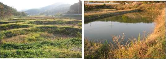 요소기술인 둠벙 현황. 전남 함평군 해보면 둠벙(좌), 전남 함평군 대동면 둠벙(우)