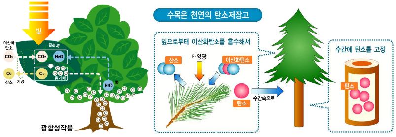 목재의 탄소저장