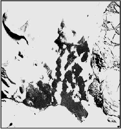 그림 4.2.12 빙하와 암석/토양지역만을 나타낸 IKONOS NDVI영상