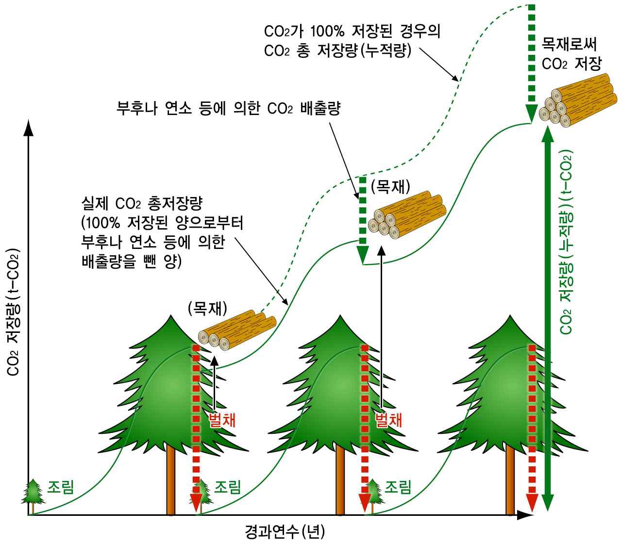 그림 4.2 목재의 수령에 따른 탄소의 흡수량