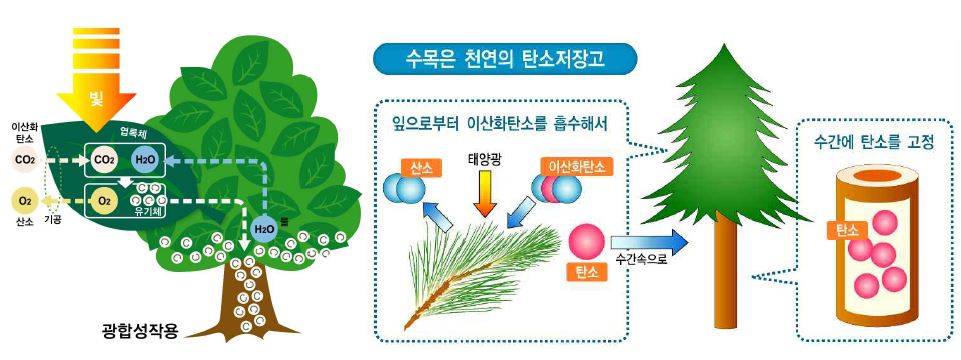 그림 1.2 목재의 탄소저장