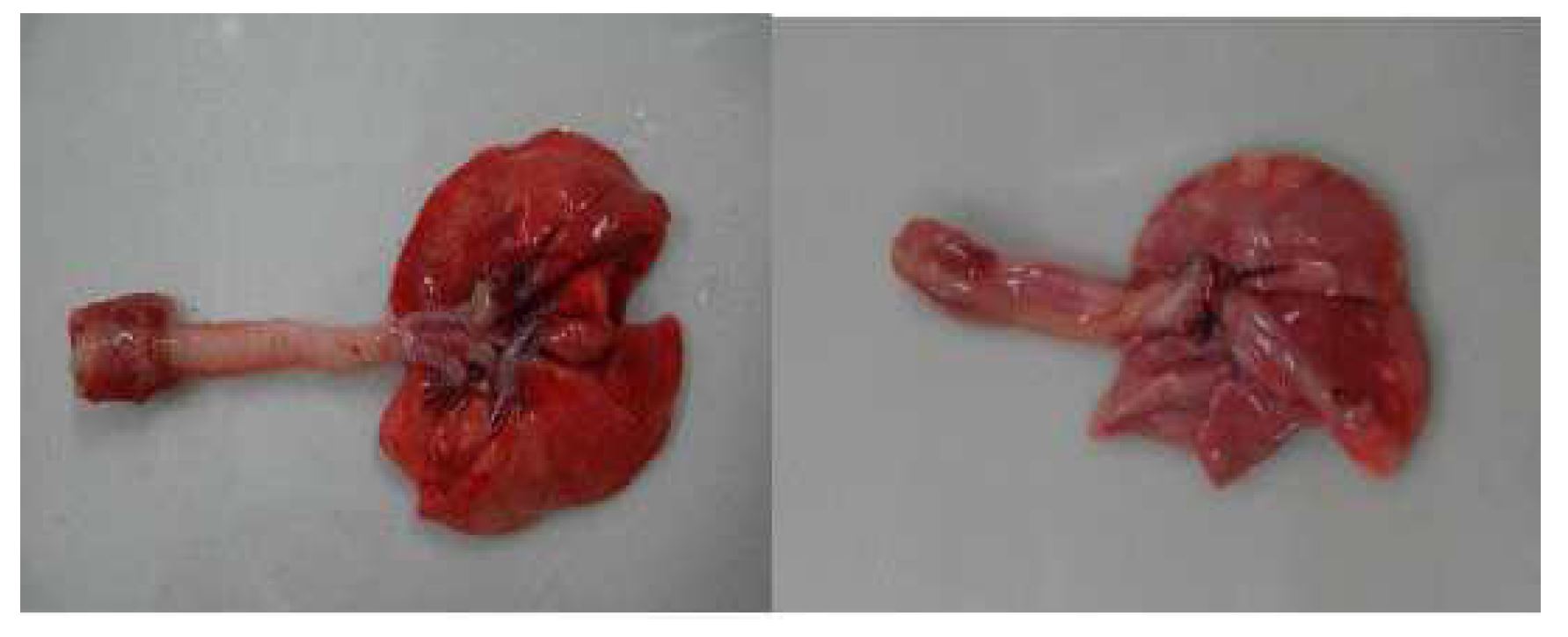 Macroscopy for the lung in subacute inhalation toxicity test.