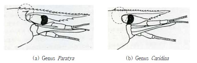 Morphological feature of cephalothorax of genus Paratya and Caridina.