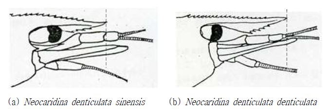 Morphological distinction by rostrum length of Neocaridina denticulata sinensis and Neocaridina denticulata denticulata.