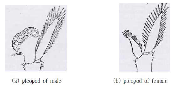 Morphological feature of the first pleopod of Neocaridina denticulata denticulata male and female.