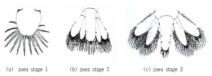 Shape of telson and urepod according to zoea stage of Neocaridina denticulata.