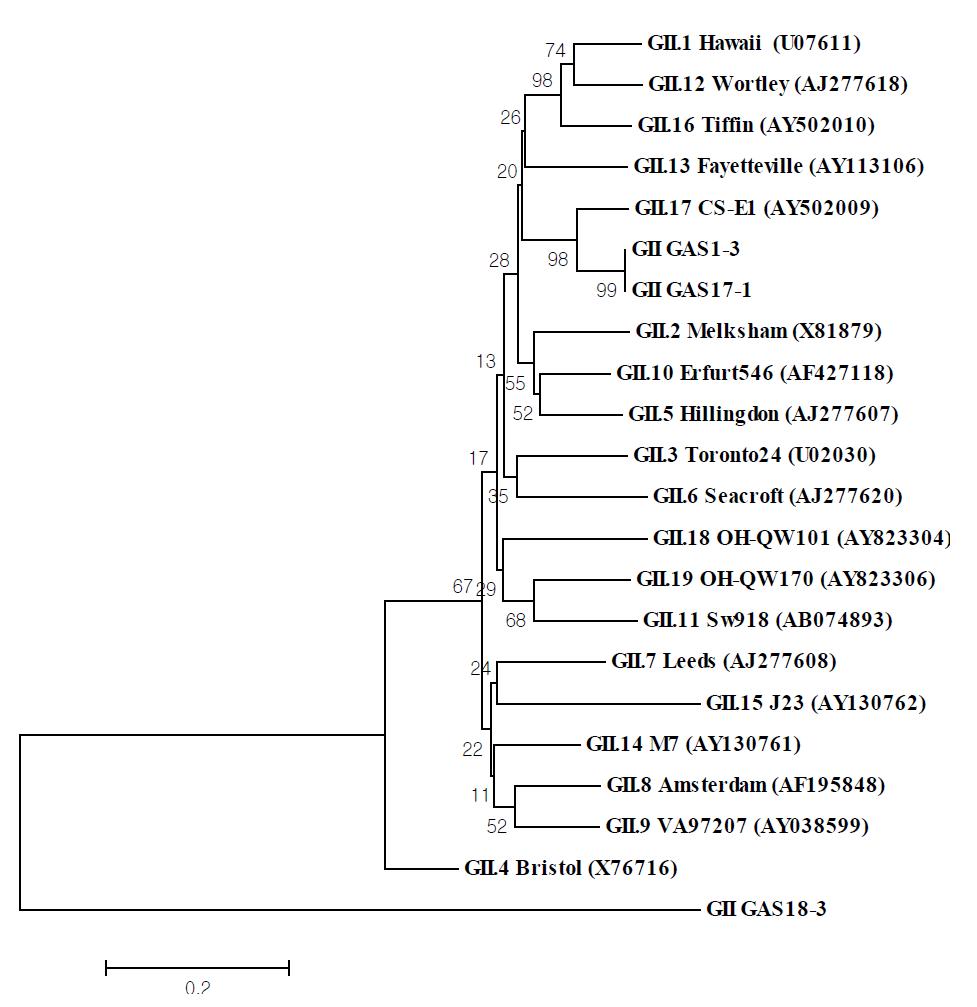 노로바이러스 유전자형 II의 계통수