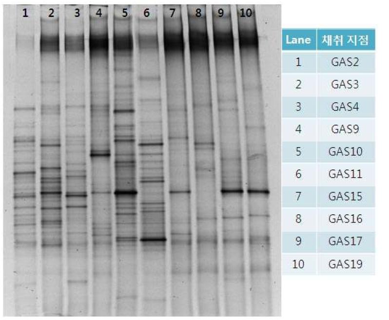 DGGE를 이용한 지하수 미생물 군집비교