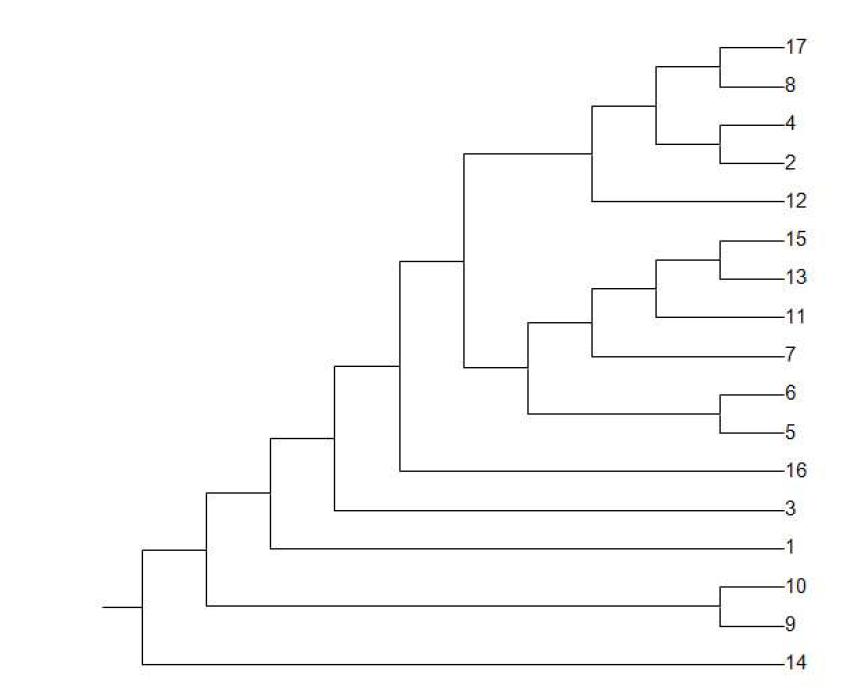 Phylogenetic tree of total sample (범례는 표78 참조)