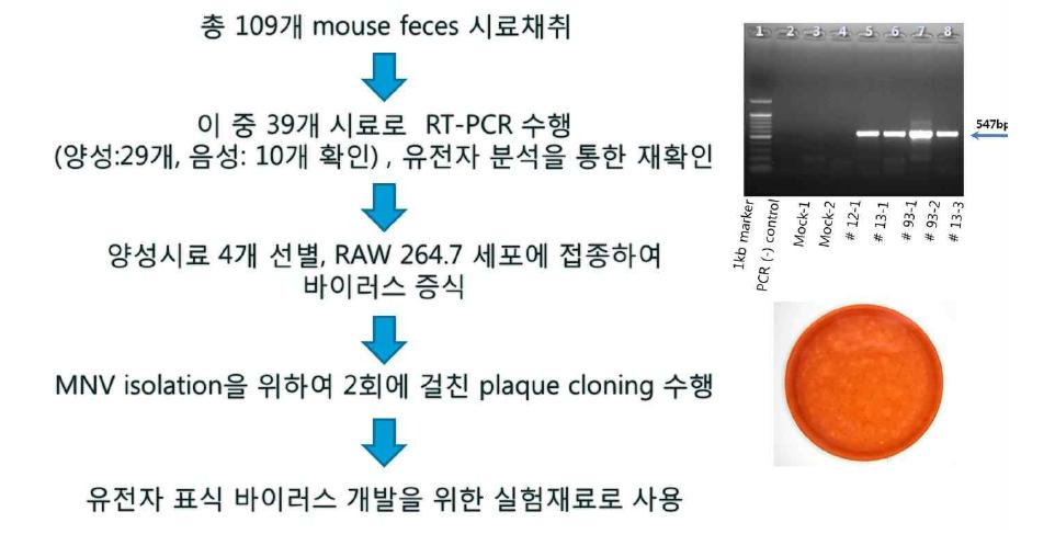 Murine Norovirus 동정 및 순수분리