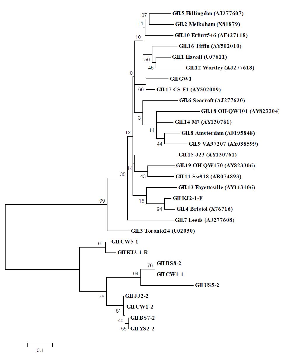 노로바이러스 유전자형 II의 계통수