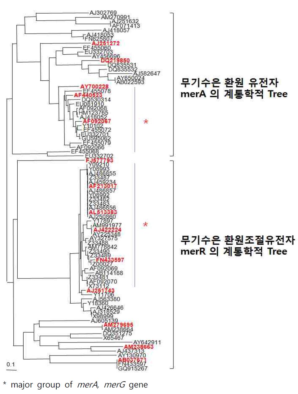 무기수은 환원관련 유전자인 merA, merR의 계통학적 tree