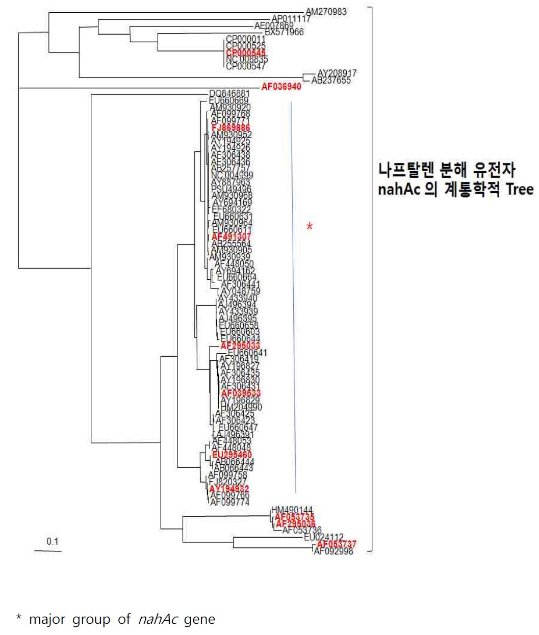 나프탈렌 분해 유전자인 nahAc 의 계통학적 tree