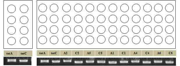 Microarray chip 스포팅 그림