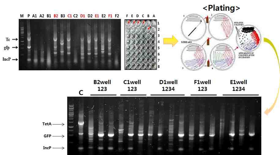 Plating-multiplex PCR 기법을 통한 슬러지 시료 내의 gfp 포함 LM 미생물 검출 여부 재확인 결과