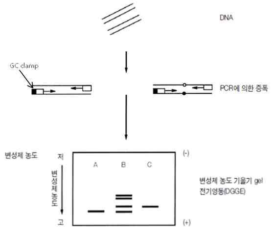 DGGE 실험 방법 모식도