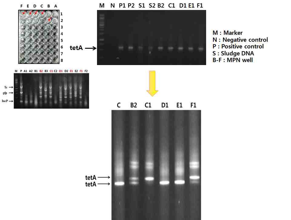 MPN 기법으로 검출된 슬러지 시료의 DGGE 기법을 통한 Tc 포함 LM 미생물 검출 여부 재확인