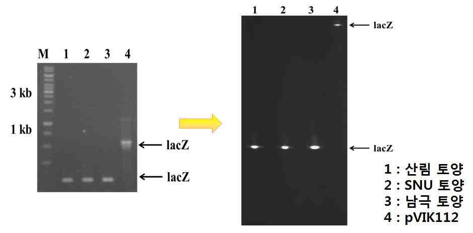 DGGE 기법을 통한 토양 환경 내의 백터 유래 lacZ 유전자 분리 연구