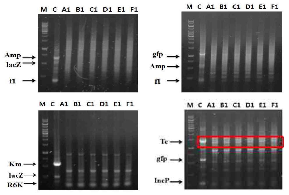 MPN-PCR 기법에 의한 미생물 제제에서의 LM 미생물 검출 연구