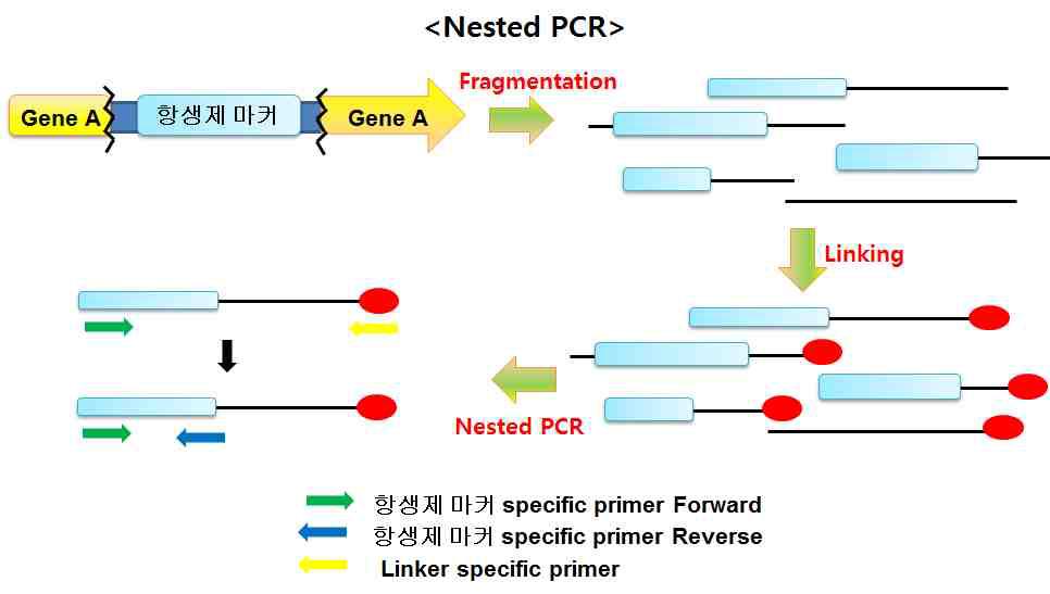 Nested PCR 기법에 의한 LM 미생물 검출을 위한 모식도