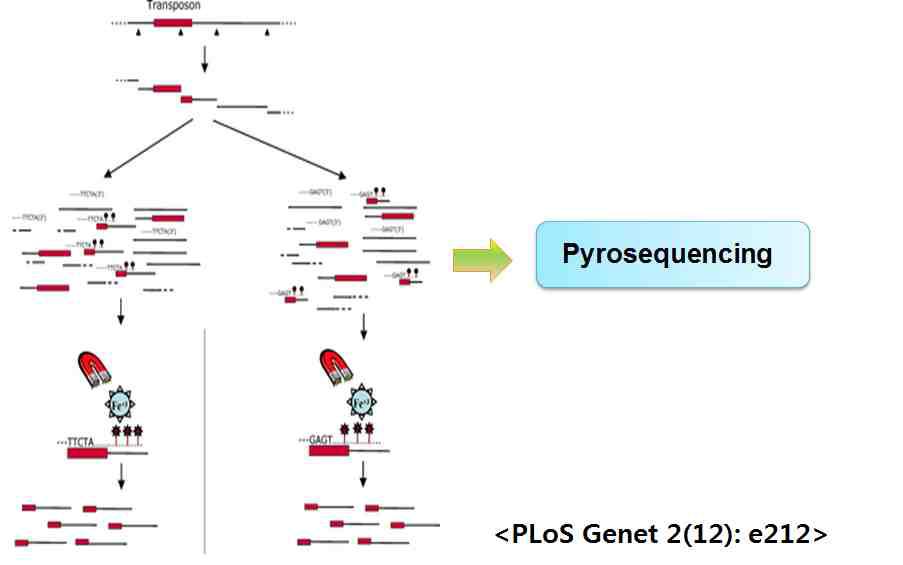 항생제 유전자 pool의 Pyrosequencing 에 의한 LM 미생물 검출을 위한 모식도