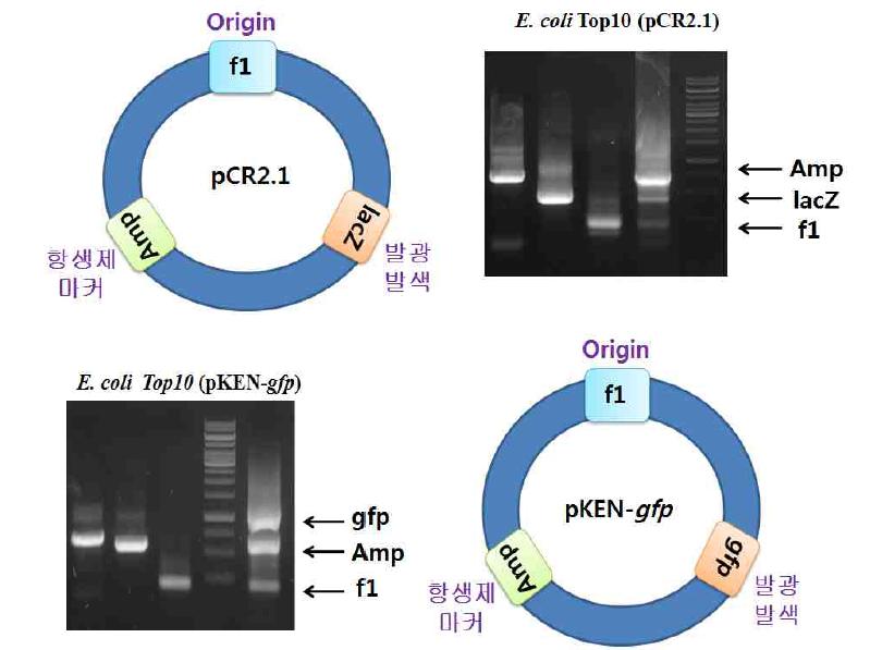 E.coli LM 미생물 검출 연구에 사용된 Multiplex PCR 결과