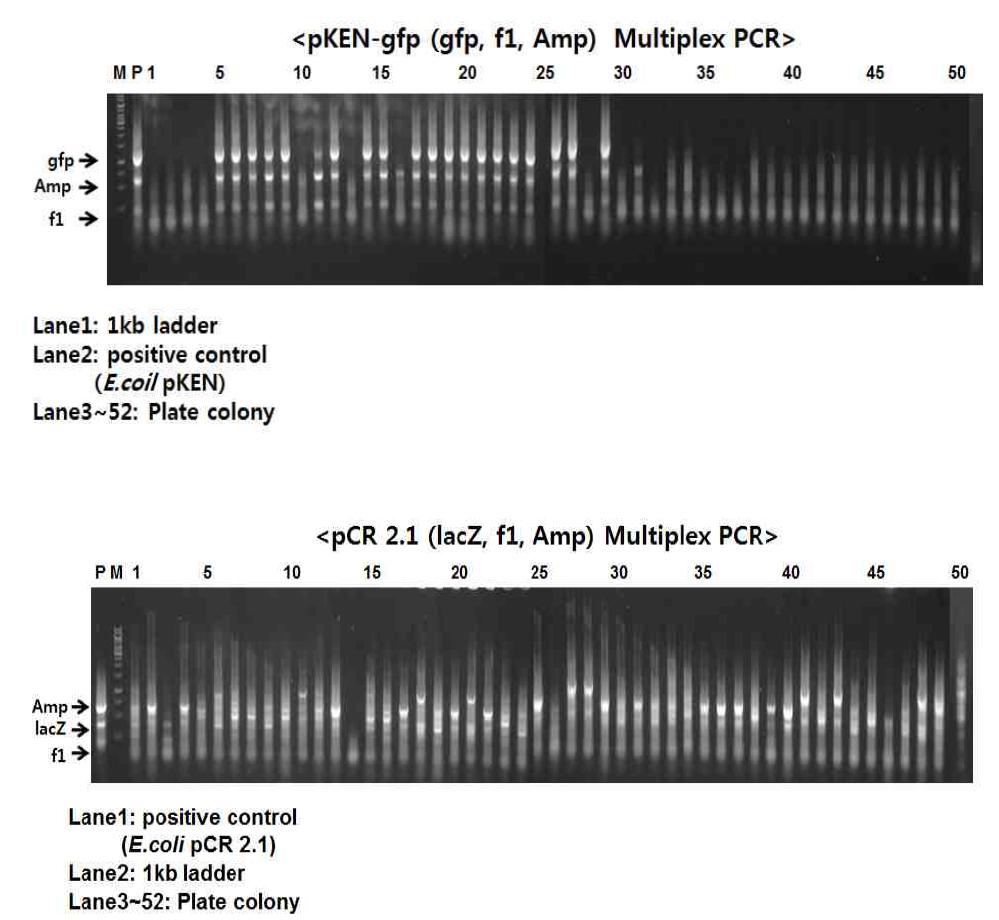 E.coli LM 미생물의 Plating-PCR 기법 예시 그림