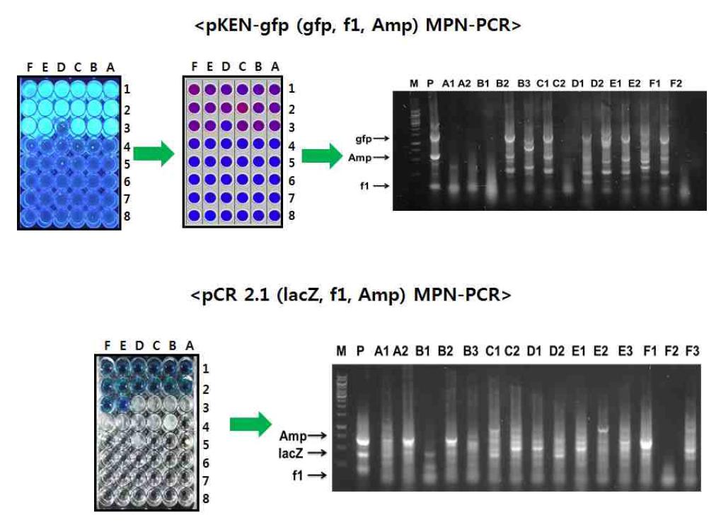 E.coli LM 미생물의 MPN-PCR 기법 예시 그림