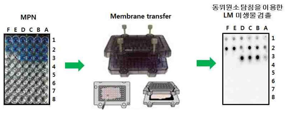 E.coli LM 미생물의 MPN-dot blot 기법 예시 그림