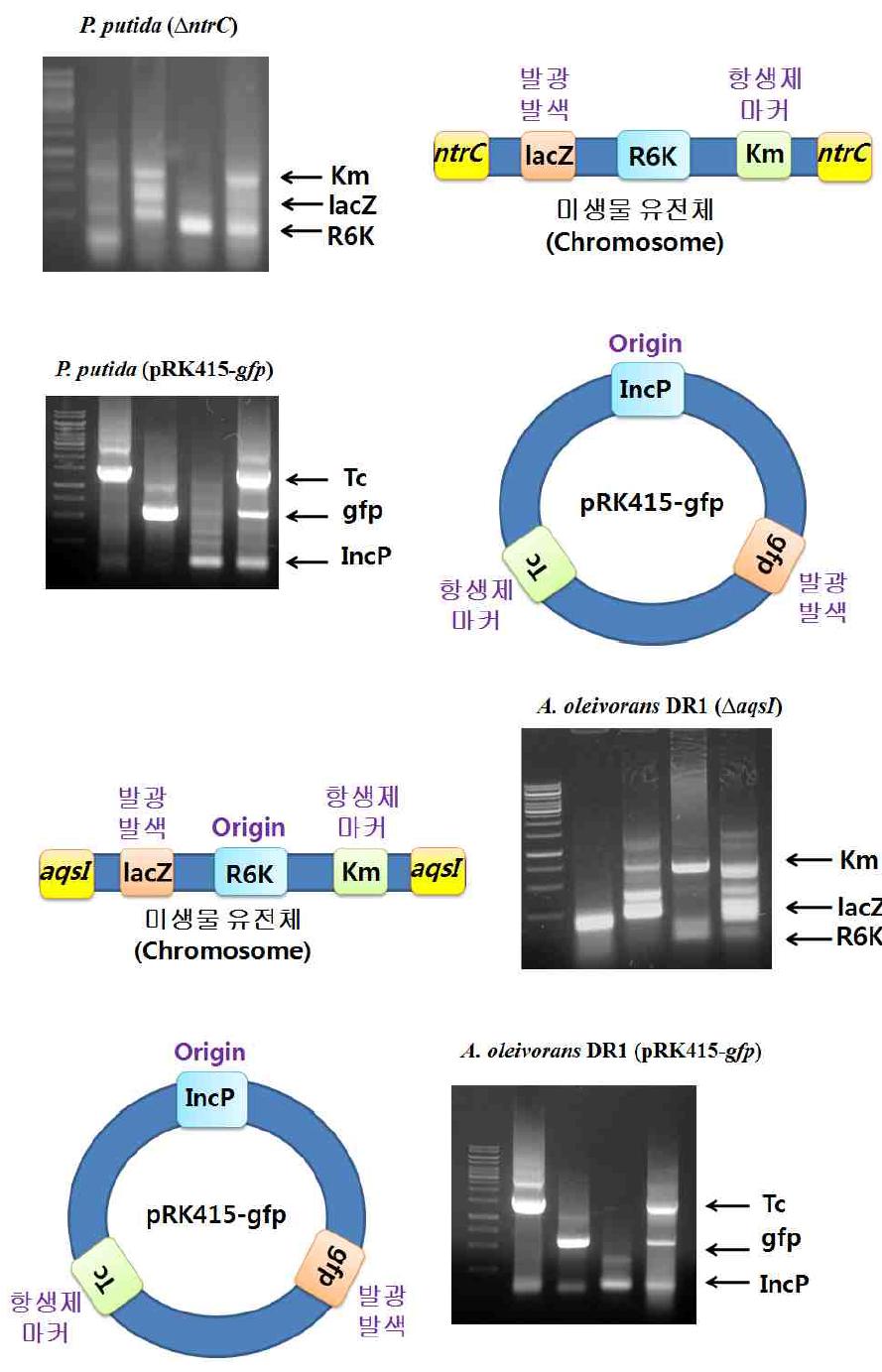 환경 유래 LM 미생물의 Multiplex PCR 결과