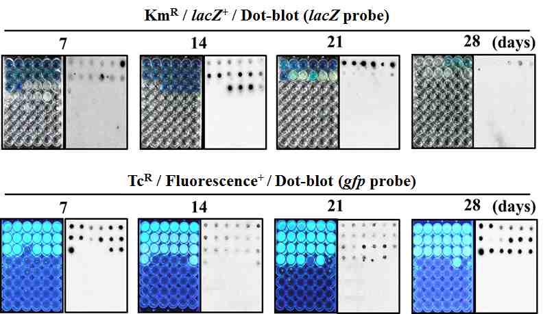 환경 유래 LM 미생물 P. putida KT2440 의 MPN-Dot blot 결과