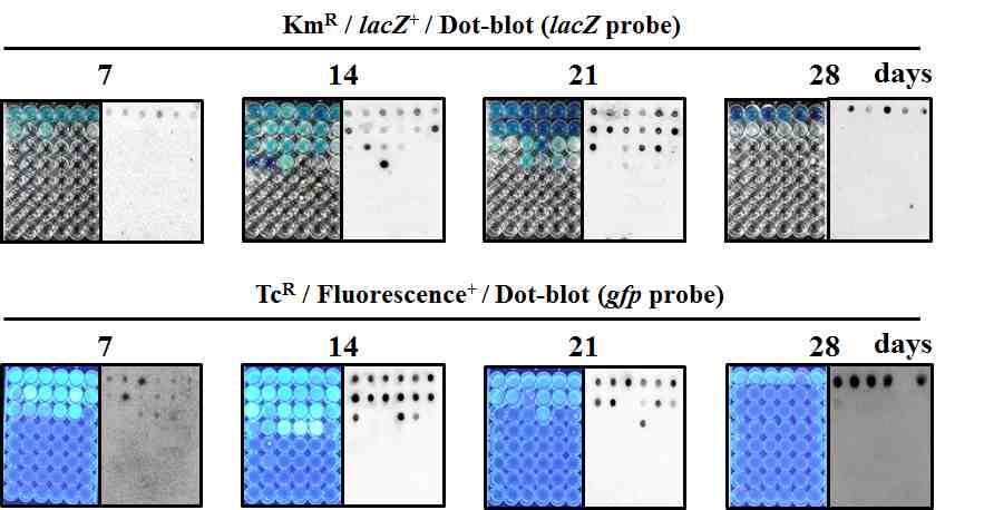 환경 유래 LM 미생물 A. oleivorans DR1 의 MPN-Dot blot 결과