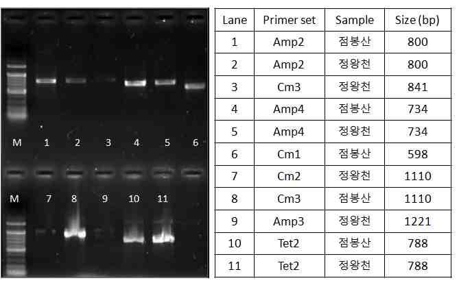 염기서열 분석을 위한 증폭산물