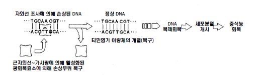 Fig. 3-38. 광회복 기작의 모식도