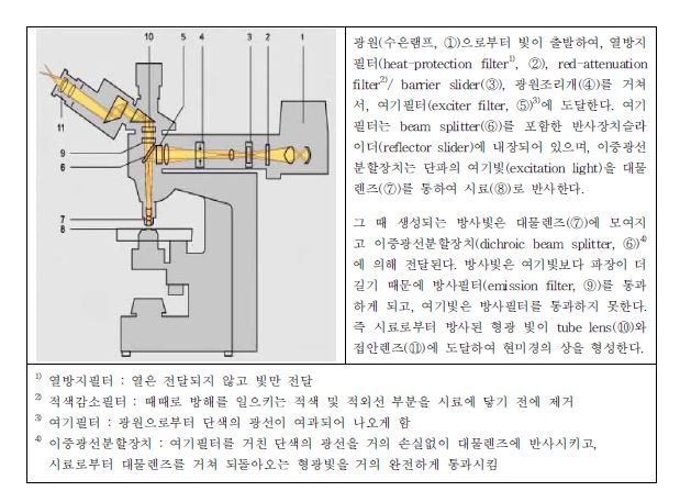 Fig. 3-11. 형광현미경의 광선경로