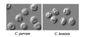 Fig. 3-22. 크립토스포리디움 난포낭