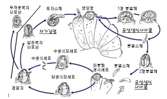 Fig. 3-23. 크립토스포리디움의 생활사