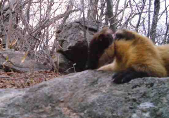 Snared Yellow-throated marten
