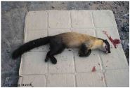 Marten killed by vehicle collision