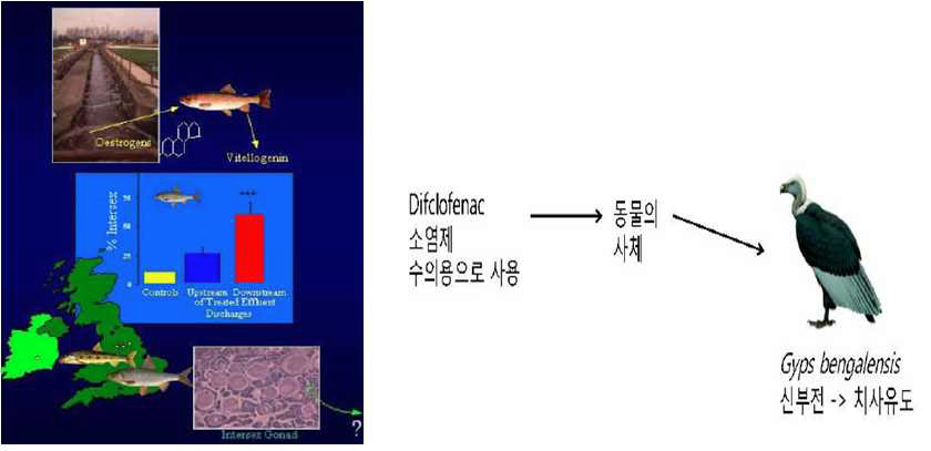 그림 4. 환경 중 의약물질 생태영향