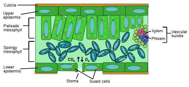 Structure of leaf