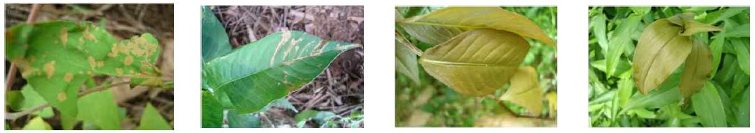 Leaves affected by chemicals, shape and color change.
