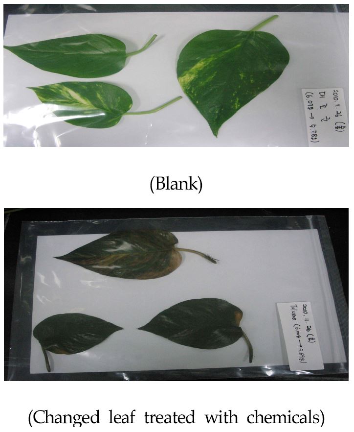 Leaves changes by gas phase chemicals treatment.