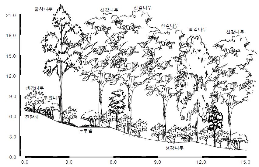 삼림에서의 신갈나무군락의 계층구조를 표시한 단면모식도 사례