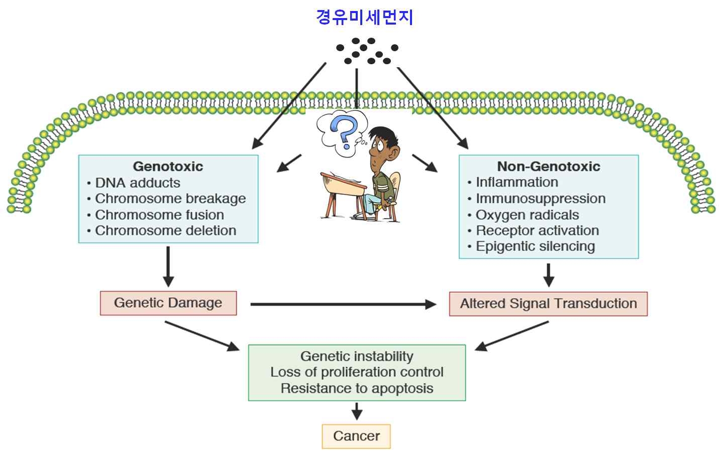 그림 1. 폐암발생에 대한 유전적(genetic) 및 후생유전적(epigenetic/non-genotoxic) 독성 기전