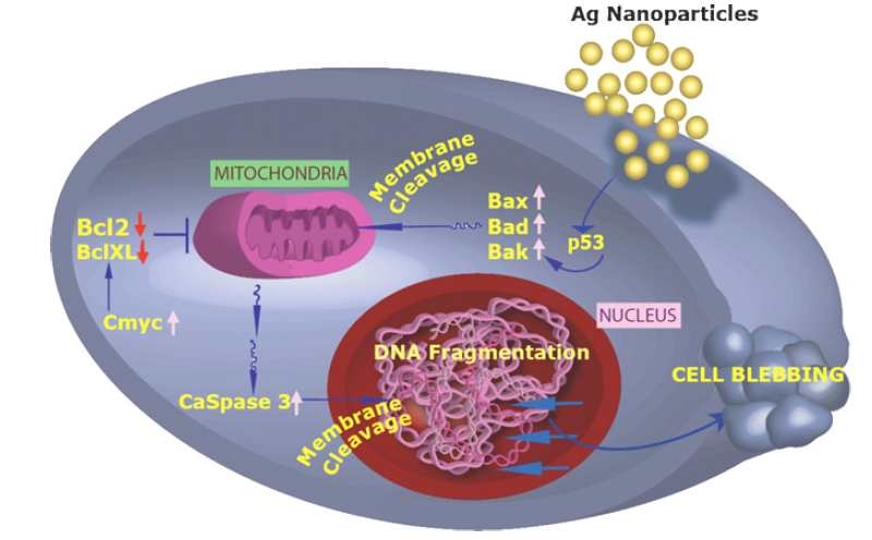 그림 8. Apoptosis signaling pathway